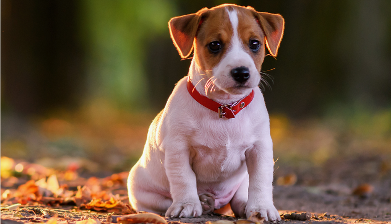 Dicas de Nomes para Cachorro: Escolha o que Mais Combina com Seu Amigo